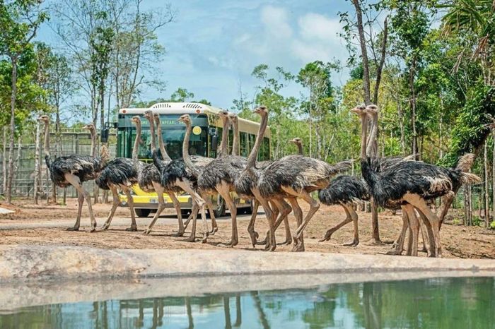 Đà điểu tại Vinpearl Safari Phú Quốc