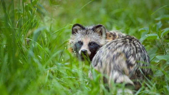 Raccoon dog in a field