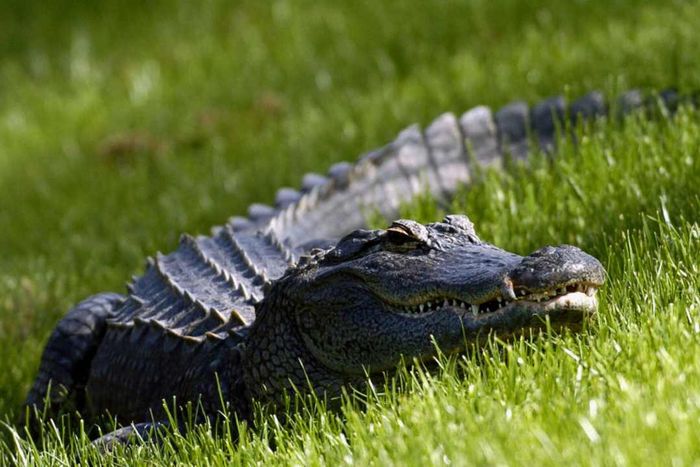 An alligator resting in the grass