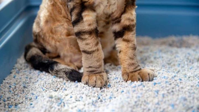 Handling orders for kitty litter can be a challenging task for Amazon warehouse workers.