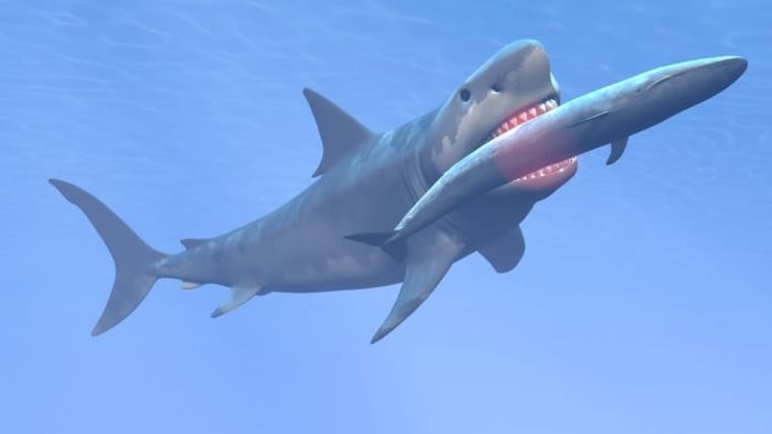 Reconstructing the Megalodon, this massive shark would have once feasted on a now-extinct dwarf species that was roughly 15 feet long.