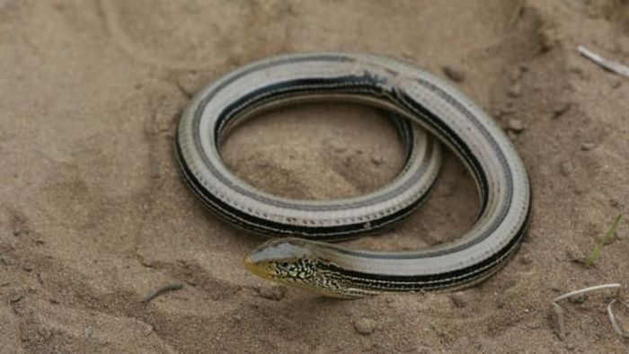 Contrary to popular belief, that's not a snake—it's actually a glass lizard.