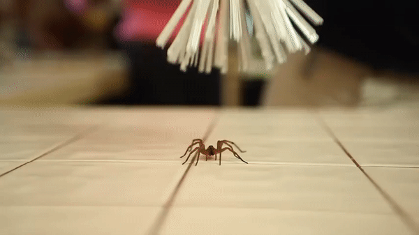 A gif of someone using the critter catcher to encase a spider.