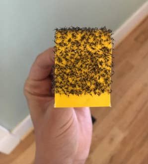 A reviewer holding up a sticky paper filled with captured bugs.