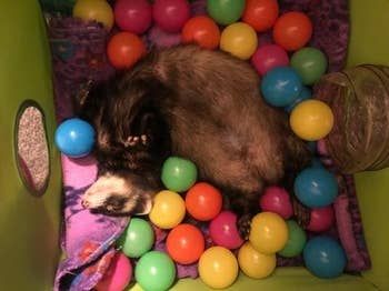 Ferret enjoying the ball pit