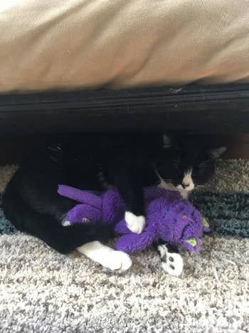 A reviewer’s photo of their cat snuggling with the purring toy