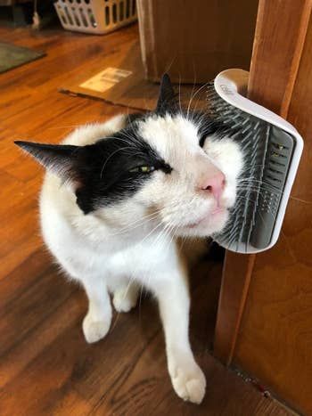 A photo from a reviewer showing their cat joyfully rubbing its face against the mounted brush