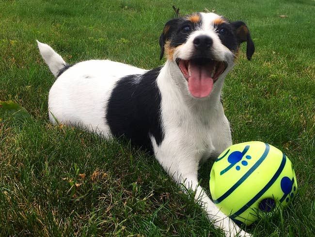 A joyful white, brown, and black dog sitting on grass with the ball right in front of them