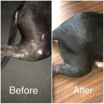 On the left, a dog's leg showing white spots, and on the right, the same dog's leg looking clear of the spots