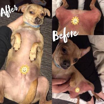 A before-and-after picture showing a dog's body looking noticeably less irritated after using the balm