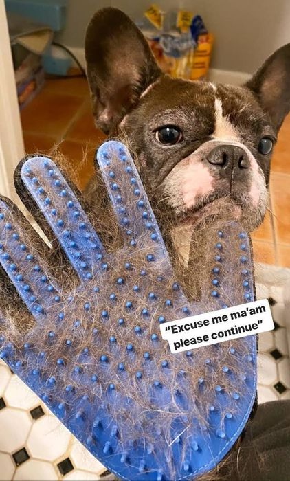 The grooming glove with silicone nodules, packed with hair, held in front of a French bulldog