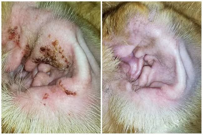 Reviewer's before-and-after photos showing the ear cleanser removed all the brown buildup from their dog's ears