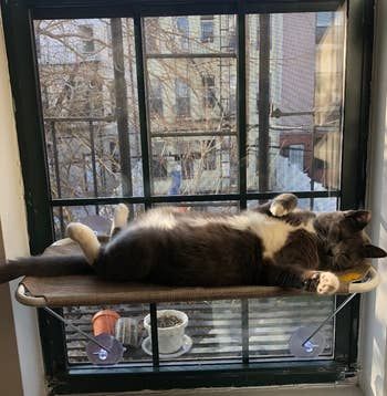 A Mytour editor’s cat comfortably lounging in a window hammock