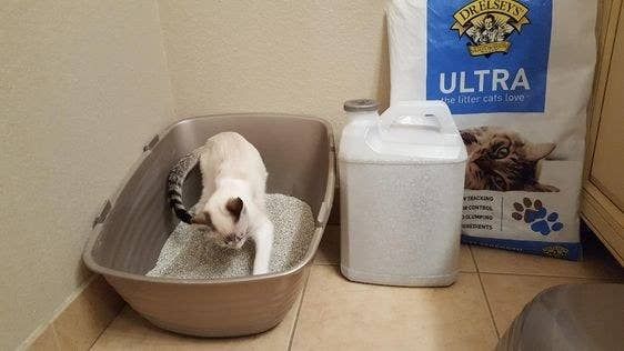 Reviewer's cat inside their litter box
