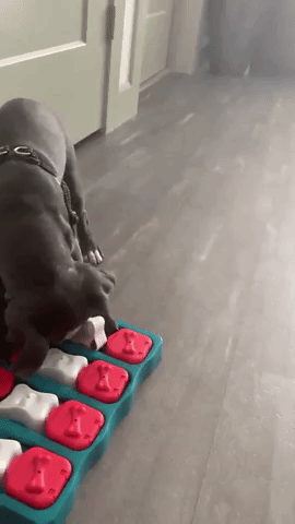 A gif of a reviewer's dog happily munching treats from an interactive tray