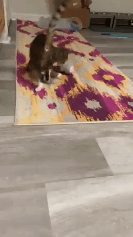 A gif showing a reviewer’s cat playing with a robotic cat toy, as it rolls, twirls, and pauses to grab the cat's attention