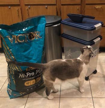 the food storage containers placed beside a cat and an open bag of food