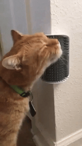 A gif of a reviewer’s cat using the self-groomer brush to scratch its neck and cheek