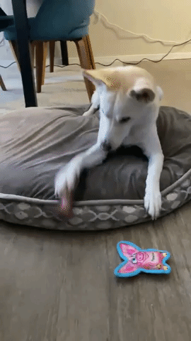 A GIF showing another reviewer’s dog having fun playing with and biting the flopping fish toy