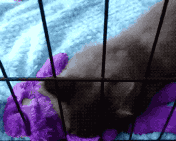 A different reviewer’s cat enjoying a good session of toy kneading.