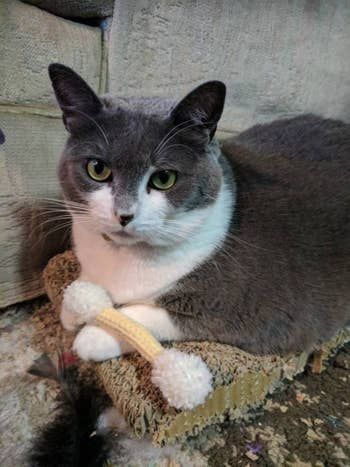 A cat playing with a yellow cotton swab-shaped toy