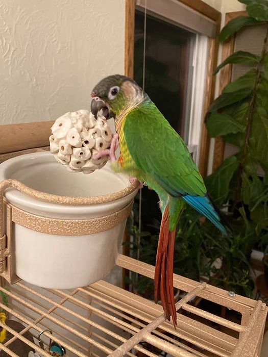 A bird playing with the ball, chewing on it