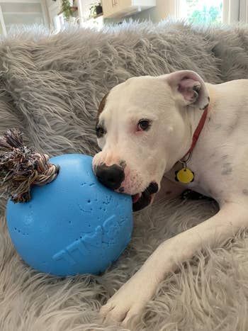 Another reviewer’s dog happily chewing on the rubber ball