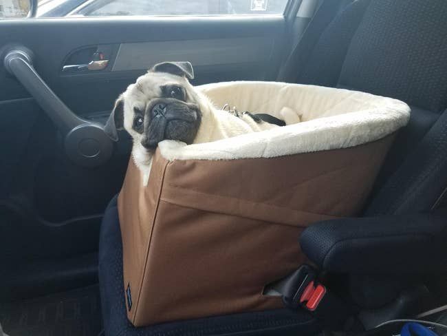 A reviewer's photo of a pug comfortably seated in a brown booster seat inside a car