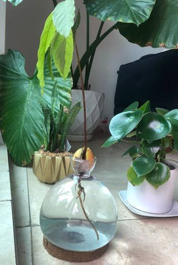 The reviewer's avocado pit with visible roots inside the glass vase, with a new plant beginning to sprout.