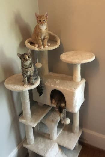 A reviewer’s three kittens happily playing on a beige cat tree.