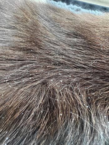 before image of reviewer’s cat’s fur showing visible dander and flakes
