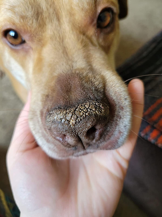 A reviewer's photo showing a dog with a dry, cracked nose.