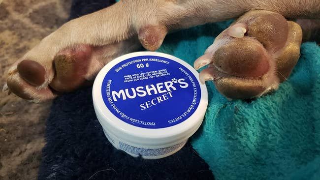 The paw wax alongside the reviewer’s pitbull’s smooth, moisturized paws.