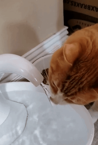 GIF of a reviewer's orange cat sipping from the swan fountain