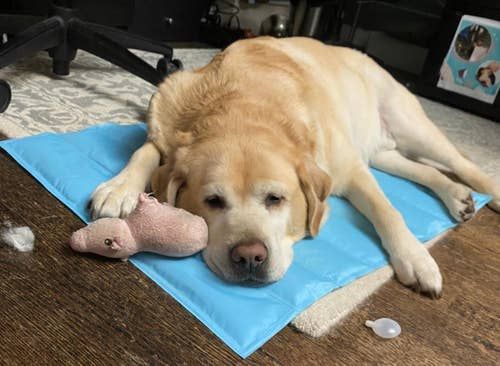 A reviewer’s labrador retriever lounging comfortably on the blue cooling pad