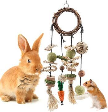 A hamster and a rabbit sharing the hanging chew toy in a playful moment
