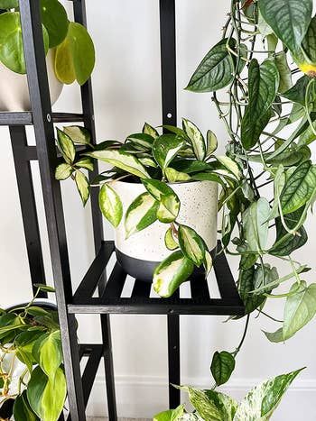 A close-up of the reviewer's plant stand, showcasing its design and setup.