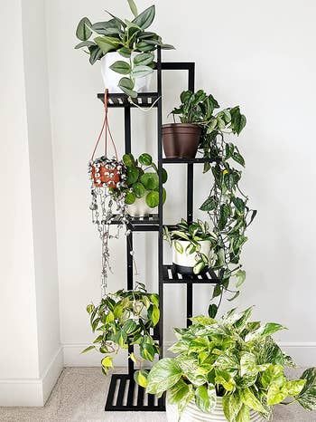 The reviewer's plant stand is shown in the image.