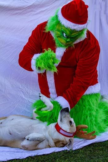 Reviewer's dog wearing a single antler and striking a pose with a Grinch model