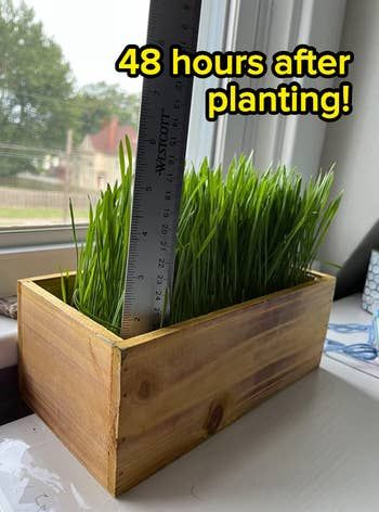 A ruler placed in the cat grass planter, demonstrating how much it has grown in just 48 hours