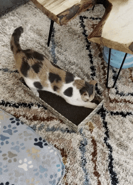 GIF of Mytourer's cat enjoying the scratching pad