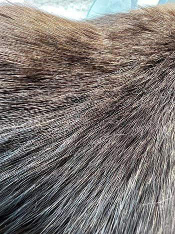 after image of the same reviewer’s cat with smooth fur, free from flakes