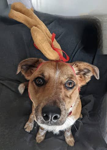 Reviewer's dog sporting a single antler