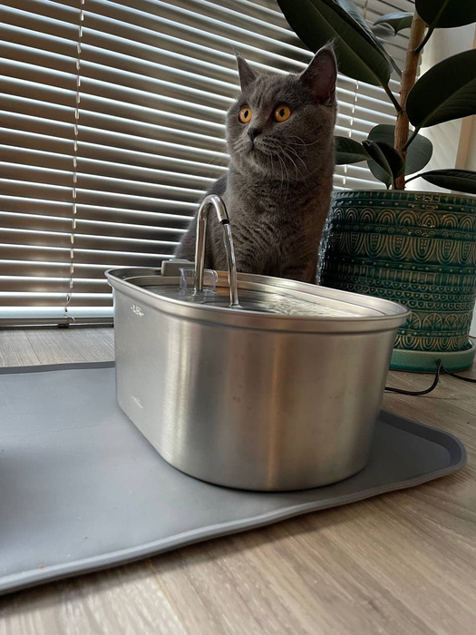 A gray cat from the reviewer is seen lounging behind a sleek stainless steel fountain.