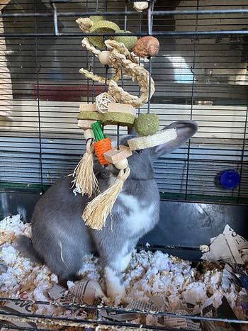 A rabbit from a reviewer's home enjoying the hanging chew toy