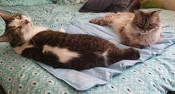 Two of the reviewer’s cats resting on the cooling mat together