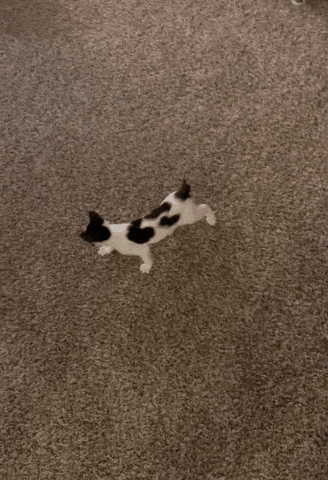 A kitten from a reviewer's household chasing the laser beam around with excitement