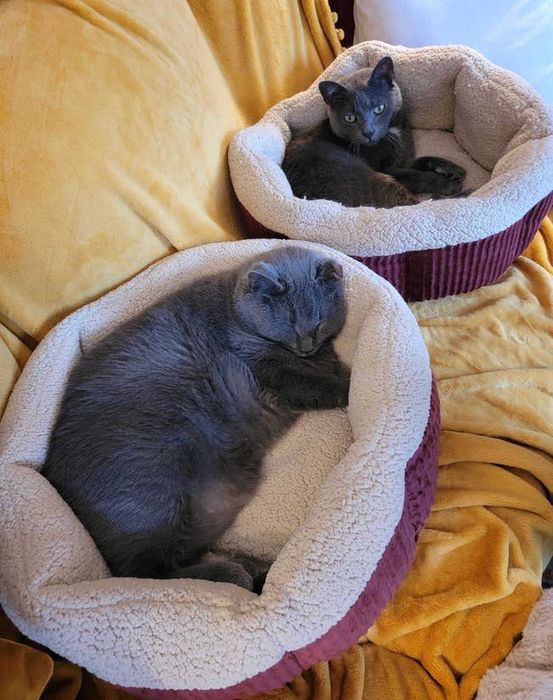 Two cats nestled in the red Aspen self-warming beds, looking comfy and content