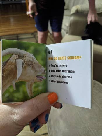 A person holding an open booklet with an image of a goat and a multiple-choice question about why goats scream, offering options like hunger and distress