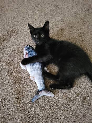 A reviewer’s black cat having a blast playing with the flopping fish toy